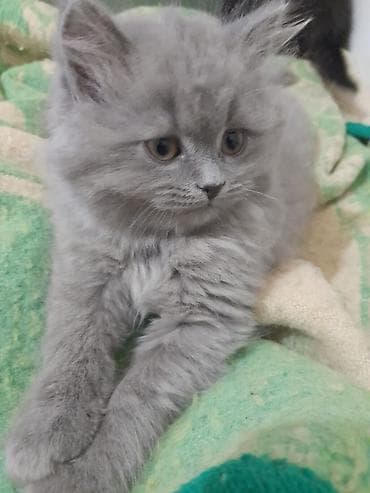 Erkək, Yaxşı əllərə, Ünvandan götürmə