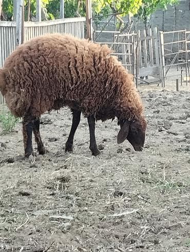 rotveyler satilir: 8 aylıq toyuğlu erkək təmiz qala cinsi qoç satılır.Diri çəkisi 55 — 3
