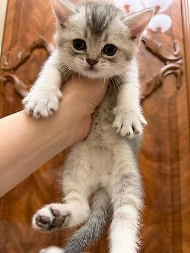 pişik blender: Tabbi, Erkək, Yaxşı əllərə, Ünvandan götürmə — 4