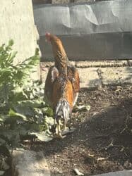 heyvanlara verilən xüsusi adlar: Heyratı — 1