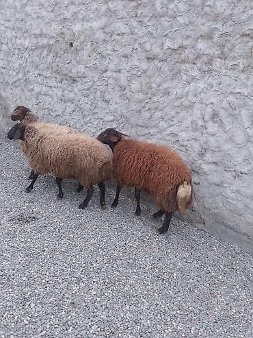 Satlıq qoyunlar – yerli ətlik-yunlu tip. - Say: 3 baş 2 si dişdi 1 lalafo.az -da — 3 Satlıq qoyunlar – yerli ətlik-yunlu tip. - Say: 3 baş 2 si dişdi 1 — 3