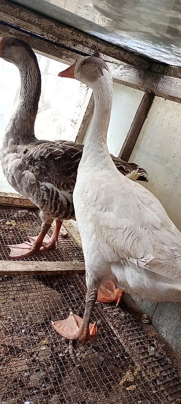 Eşşəklər: Qazlar – 1 cüt - Növ: ev qazı (iri cüssəli, məsul yumurta və ət üçün — 1