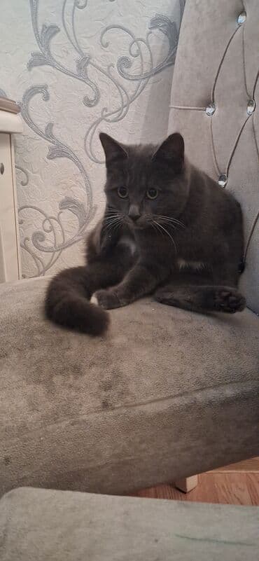 Britan, Dişi, Yaxşı əllərə, Ödənişli çatdırılma