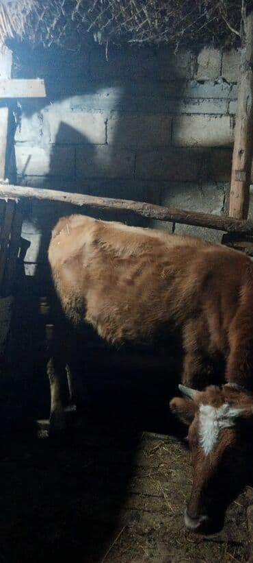 darling pişik yemi: Dişi, il: 10, 160 kq, Ətlik, Ünvandan götürmə — 2