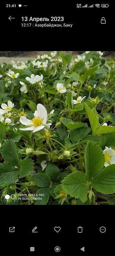 ciyelek agaci: Çiyəlek stilleri(san andreas) - Növ: bağ çiyələyi (Fragaria × — 2