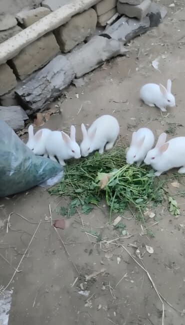 dovşa: Ağ rəngli ev dovşanları – təmiz və sağlam, aktiv və mehriban. Şəkildə — 1