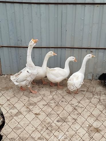 kənd cücəsi: Yumurtlayan qazlardır - Növ: ağ yerli qazlar (narıncı dimdik və — 3