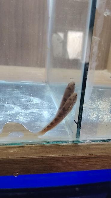 gəncə it: Yırtıcı — 3