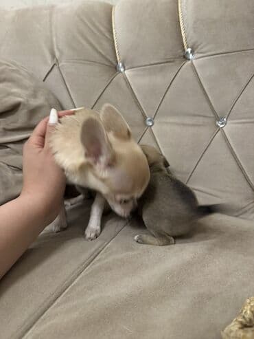 xaski iti satisi: Çixuahua, Dişi — 4