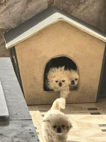 Pekines, 3 ay, Peyvəndli