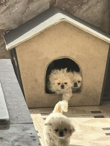 pekines balaları: Pekines, 3 ay, Peyvəndli — 1