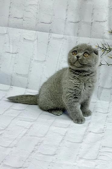 Шотладская вислоухая — 6