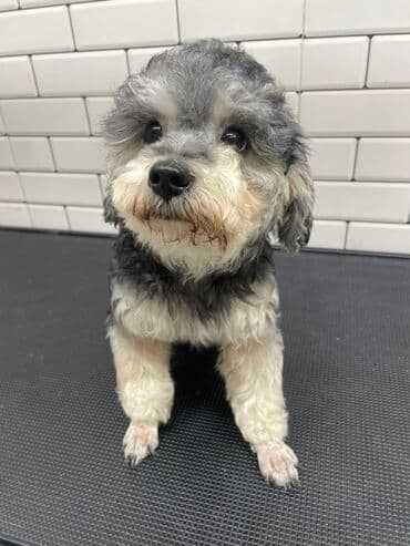 Коровы, быки: Dişi 4 ayliq satilir — 1