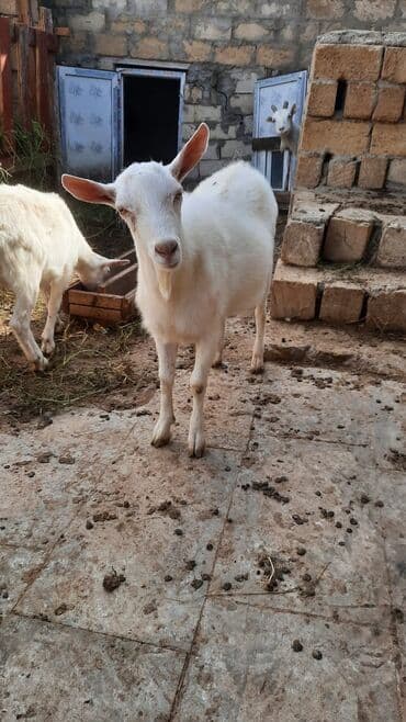 sort keciler: Erkək, Zanen, il: 9, 43 kq, Damazlıq, Ünvandan götürmə — 2