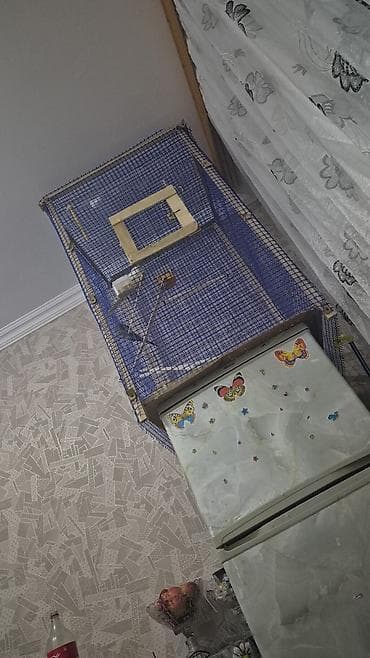 fireng qusu: Nimfa (cockatiel) tutquşları – 2 ədəd 2si biryerdə satılır sarı erkək — 4