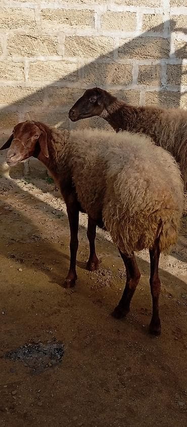 Heyvanlar üçün mallar: Salam ünvan Bakıin maştağa kendi obşi 5 baş heyvanlar 2 baş ana-bala 1 — 7