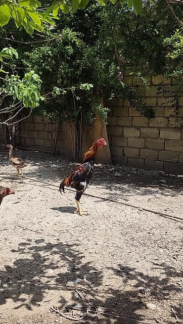 hinduşka balası satışı: Salam.6 yawinda 800 manata damazliq alinan Özbəkistan dan gelme — 3
