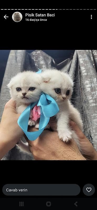 etibarlı ellere pişik: Şotland yastı qulaq, Dişi — 8