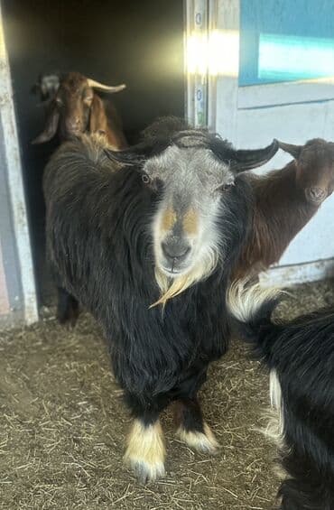 ucuz keci: Goranboy ✅ Ərəb sortu və yerli sort keçilər satılır. Yerlər daraldığı — 2