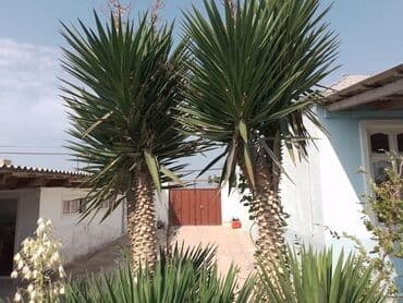 masazirda heyet evleri 2023: Həyət evləri və villaların satışı — 14