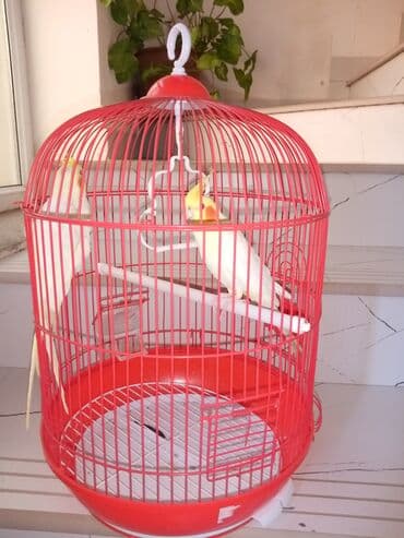 hələb kecilərin qiyməti: Korella Karella tutuqusu papuqay sevgi quşu nerazlucnik valnist 14 — 15