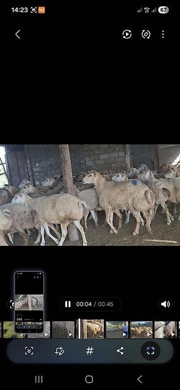 qoyun surusu satilir: 2 avqus 600 bas satlir barter var - Cins: quyruqlu (yağlı quyruq) — 1