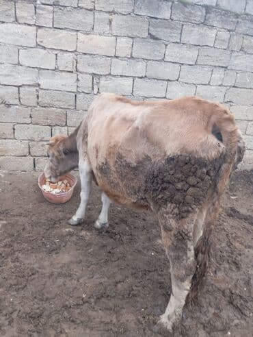 berde mal bazari: Inek satilir tecili basqa inekde var ana bala — 5