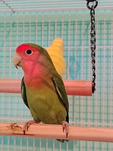 Кошки: Tutuquşu ( Nerazluçnik ) 3 ədədi cəmi : 110 azn ( tək - tək satılmır — 3