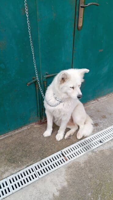 it ucun zəncir: Samoyed — 1