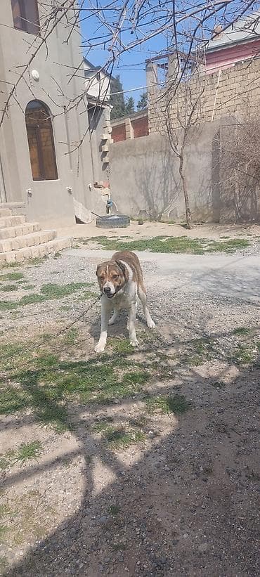 İt – iri ölçülü, güclü bədən quruluşlu, qısa tüklü. Rəngləri: ağ əsas