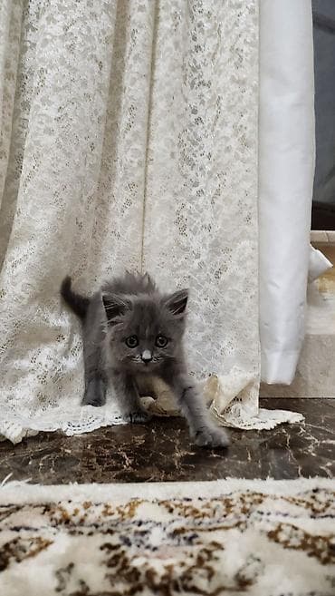 pişiy: Şotland uzun tüklü, Yaxşı əllərə — 2