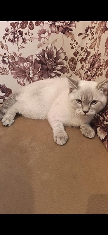 Boz-ağ rəng çalarlarında, mavi-boz gözlü zərif ev pişiyi. Qısa və sıx