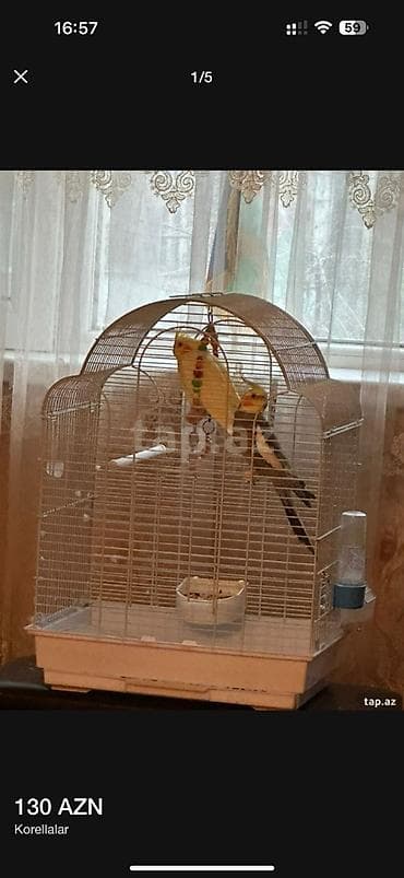 2 ədəd karella quşları ərkək 1,5 dişi 1 yaş Qəfəslə birlikdə satılır