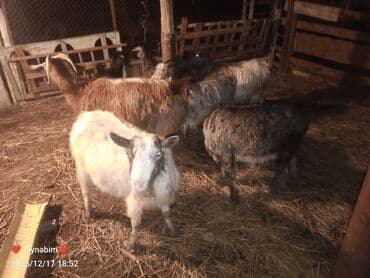 Inəklər, öküzlər: 7 bas disi damazliga yararli elde saxlanan tam saglam keci cepis — 10