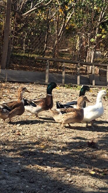 kuban ördek: Dişi, | Kuban, Damazlıq, Pulsuz çatdırılma — 7