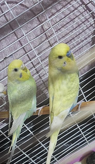 jako tutuquşusunun digər adı: Hazır cüt valnist satılır cütü 30 m endirim yoxdu — 3