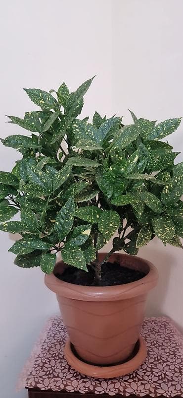kalanxoye bitkisi: Aucuba japonica “Gold Dust” (Qızıl ləkəli aucuba) – dekorativ ev — 1