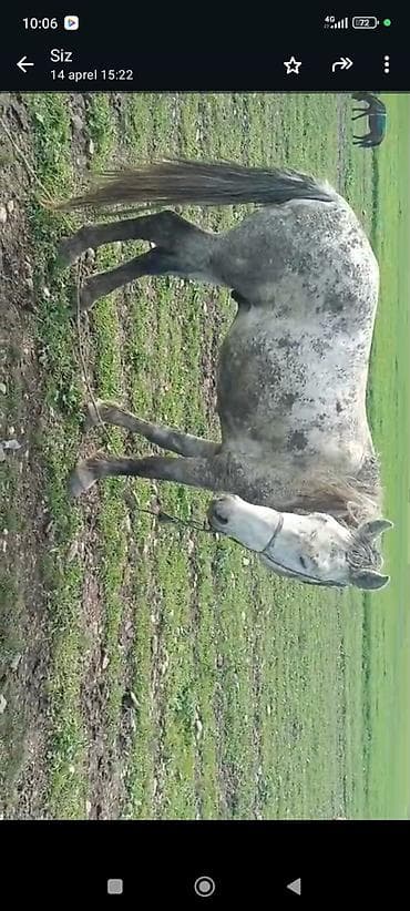 erkek dana satilir: Erkək, Qarabag, il: 10 — 4