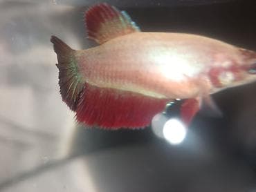 balığlar: Betta (Petuşok balığı), Sülhsevər — 2