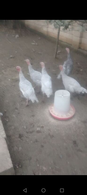 ağ pişik: Dişi, Kanada, Damazlıq, Ödənişli çatdırılma — 6