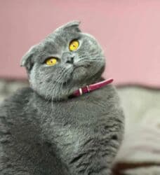 maykonq pişiyi: Şotland yastı qulaq, Erkək, Dişi — 5