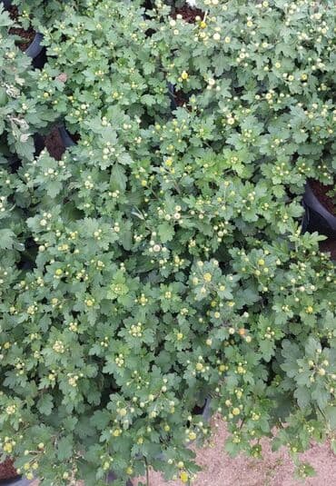 ag yasemen: 1.50 aznden başlayan qiymətlərlə Xrizantema (Chrysanthemum) bəzək — 4