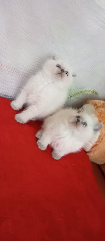 qax heyvan: Британская — 2