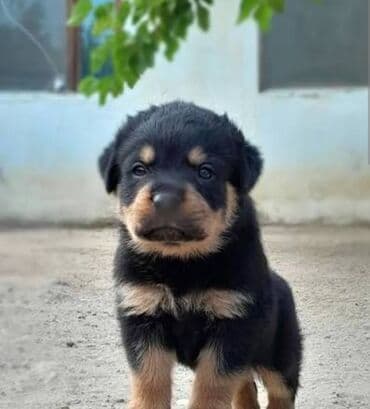 dovsan sekilleri: Rotveyler — 5