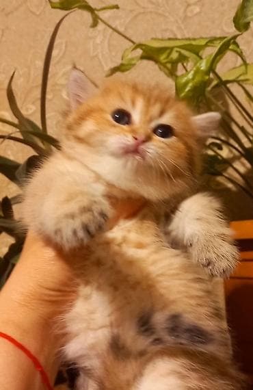 pişiy adları: Britan — 1