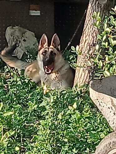 boyuk itler: Alman çoban iti, 1 il — 2