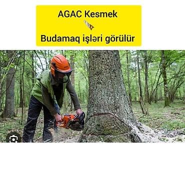 Sağlamlıq və gözəllik: Ağac kesmek budamaq işləri görülür.🪚 Kotukleri səliqəli dogramaq qol — 1