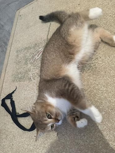 Digər heyvanlar: Britan — 8