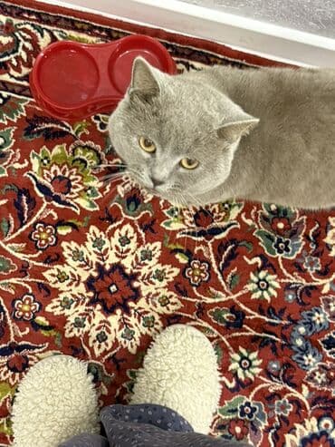 pişik erkek: Amerikan Shorthair, Erkək, Yaxşı əllərə, Ünvandan götürmə — 3