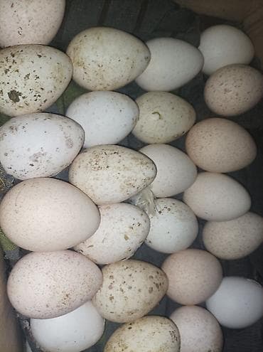broyler yumurta: Mayalı yumurta satlır sortu kanada yumurtasdır 7 azn 10 ədəd alana 6 — 1